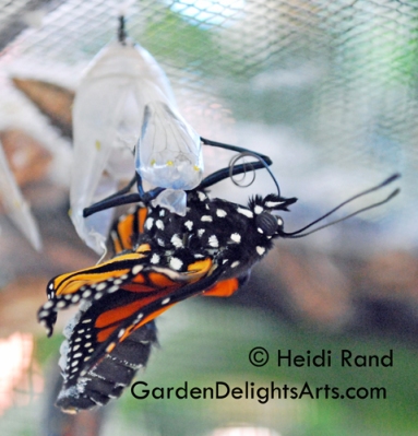 Monarch butterfly eclosing