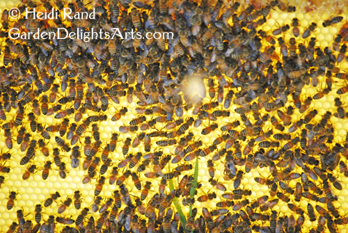 Honey bee swarm on frame