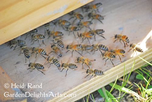 Honey bees fanning 
