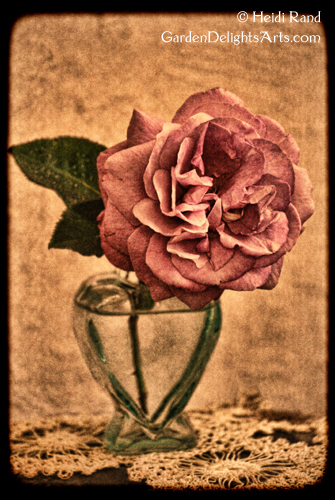 Vintage rose